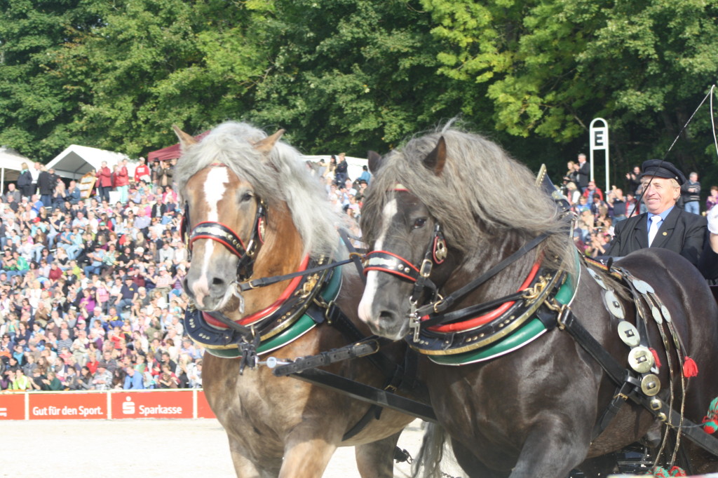 Markom a Almar v zápřeži při závěrečném ceremoniálu